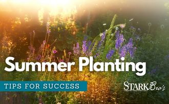 Garden in Summer