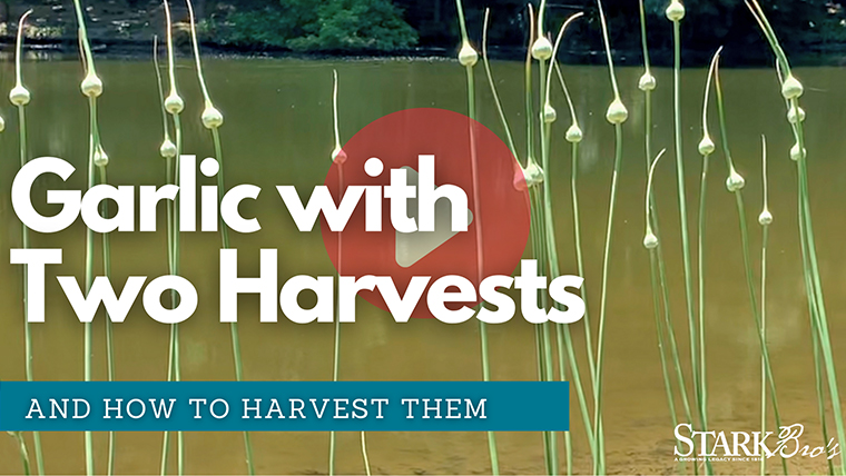Garlic Harvesting thumbnail with garlic scapes