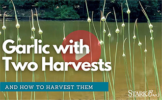Garlic Harvesting thumbnail with garlic scapes