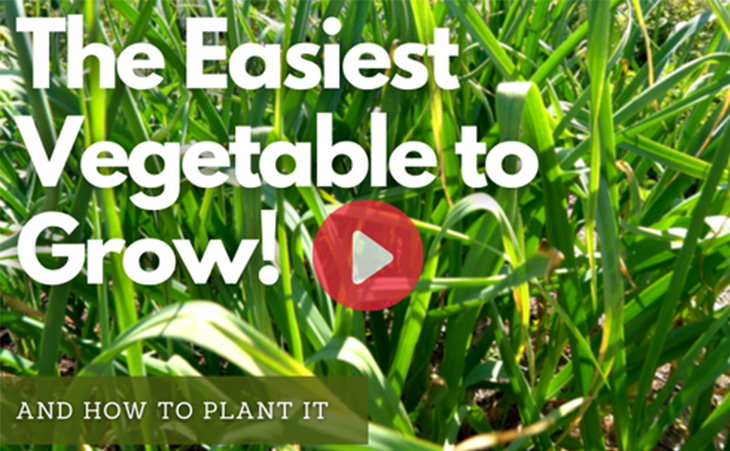 The Easiest Vegetable to Grow - WATCH NOW!