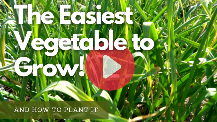 The Easiest Vegetable to Grow - WATCH NOW!