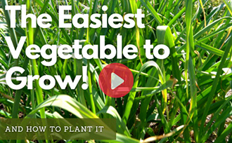 The Easiest Vegetable to Grow - WATCH NOW!