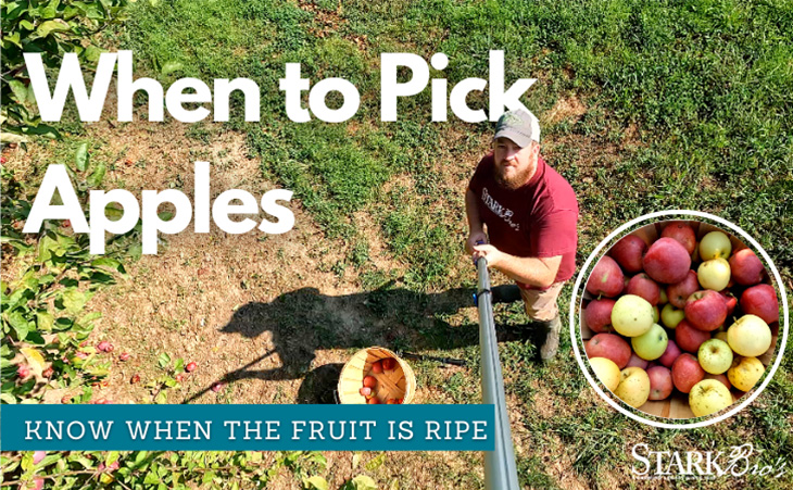 Picking Apples - Watch Now