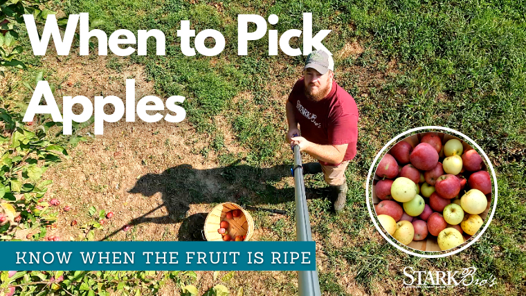 Picking Apples - Watch Now