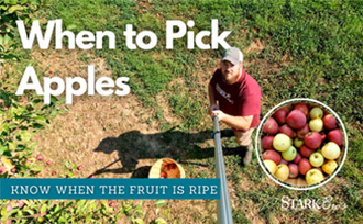Picking Apples - Watch Now