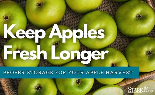 Keep Apples Fresh Longer - apples in a basket