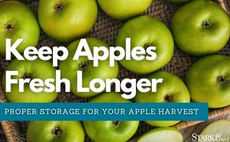 Keep Apples Fresh Longer - apples in a basket