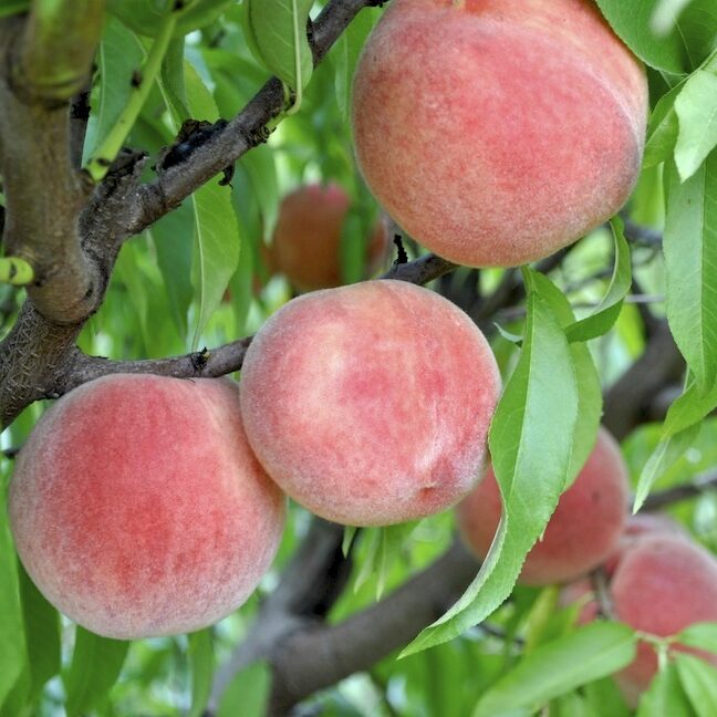 Carolina Belle Peach on Tree Carolina Belle Peach on Tree