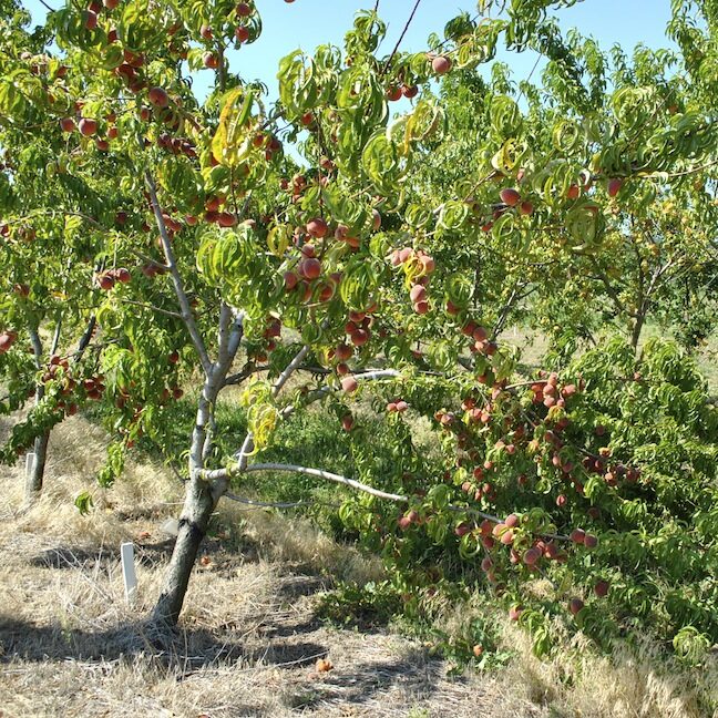 4 Benefits of Thinning Fruit Trees Stark Bro's