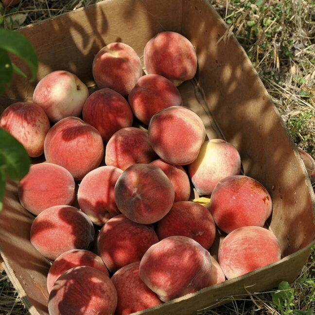 Ripe Peach Harvest Ripe Peach Harvest