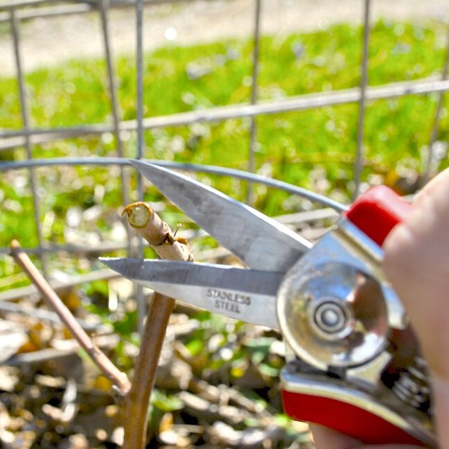 Scratch Test Berry Plant Pruning (Green Wood)
