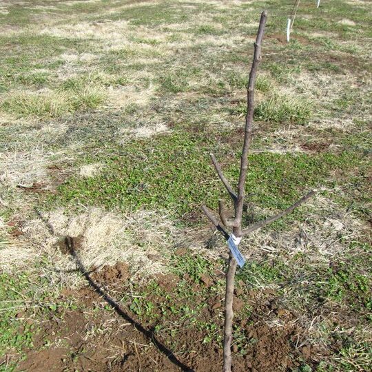 Stages of Apple Tree Growth What to Expect After Planting Stark Bro's