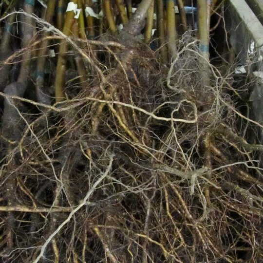 What to Do If You Can't Plant When Your Order Arrives Stark Bro's