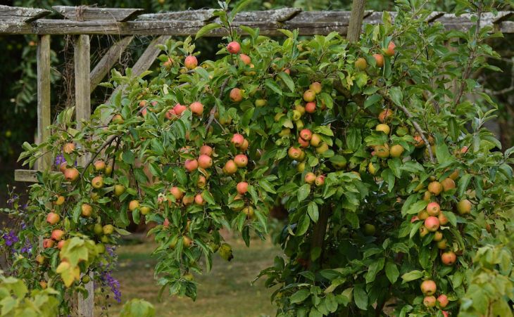 Garden with apple tree and arbor