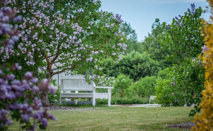 Flowers in a cottage garden