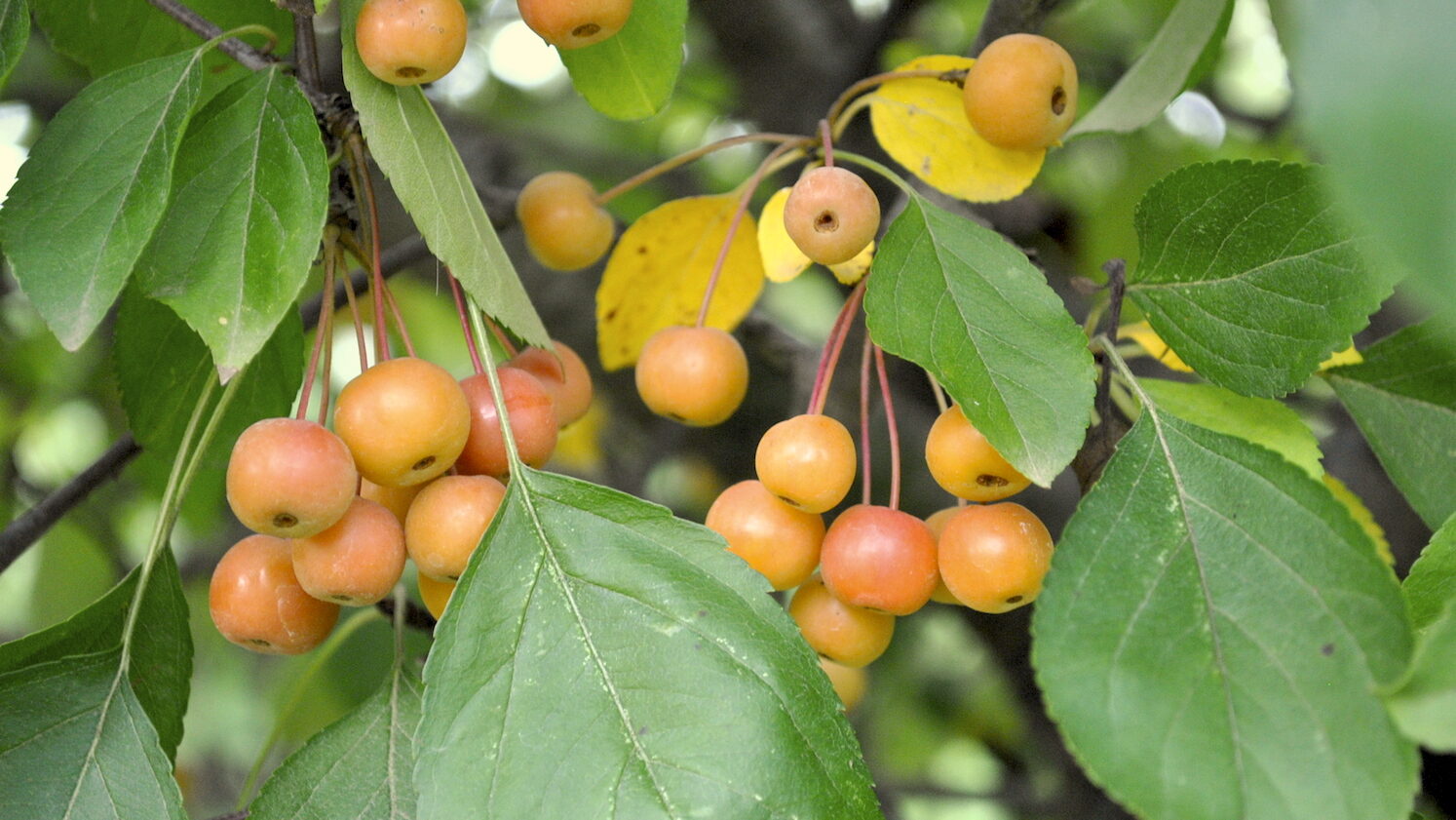 A Taste of Fall Homemade Pickled Crabapples Stark Bro's