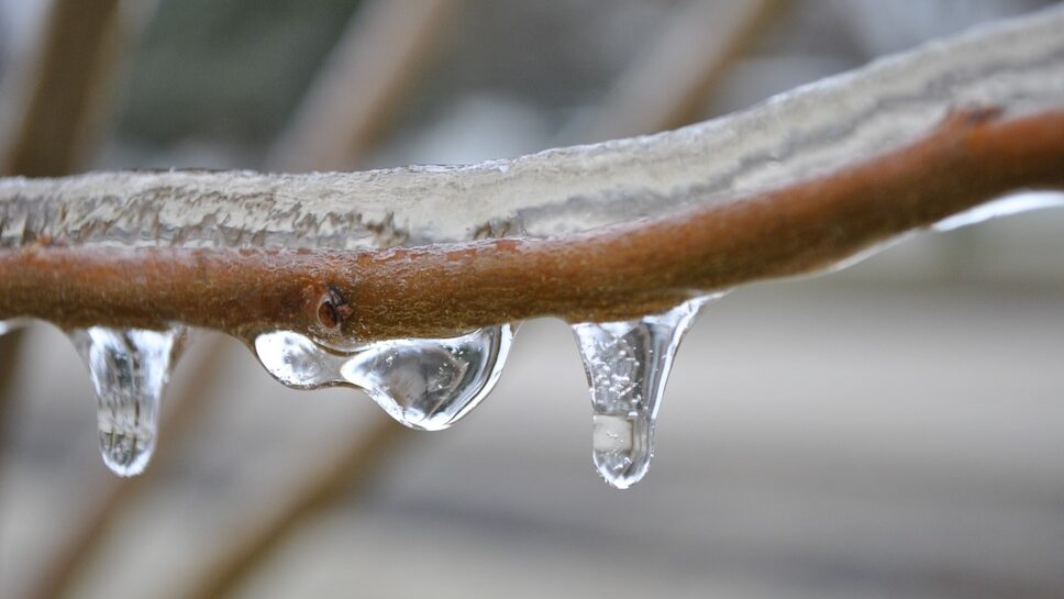 Protecting Fruit Trees in Winter Stark Bro's