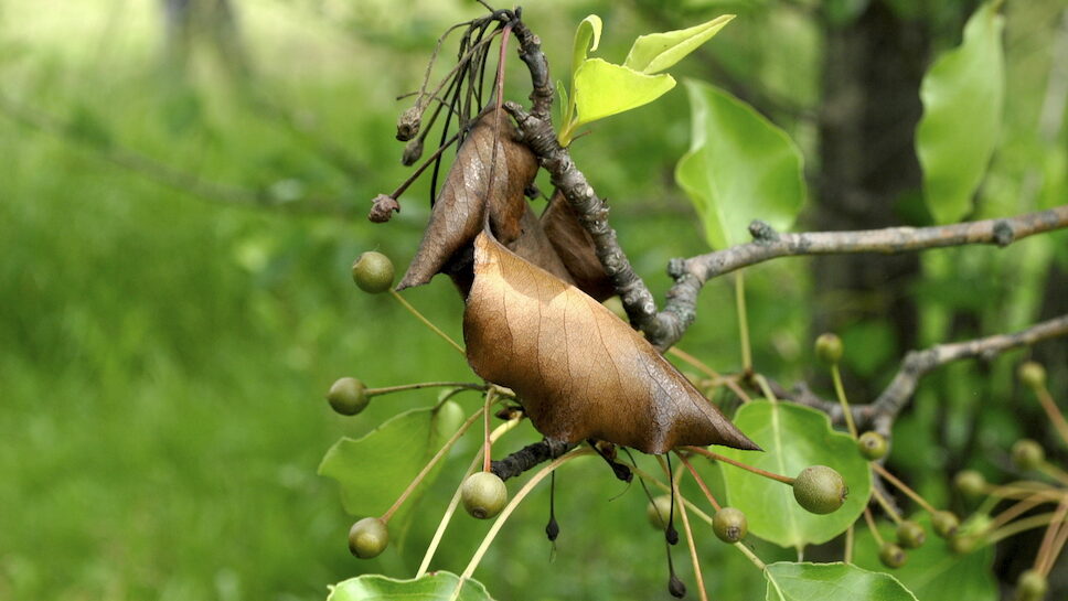 Understanding Fire Blight Stark Bro's