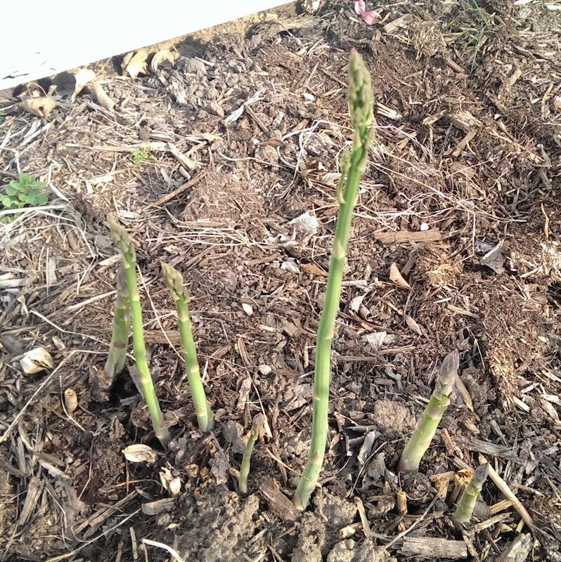 Grow Your Own Asparagus Plants Stark Bro's