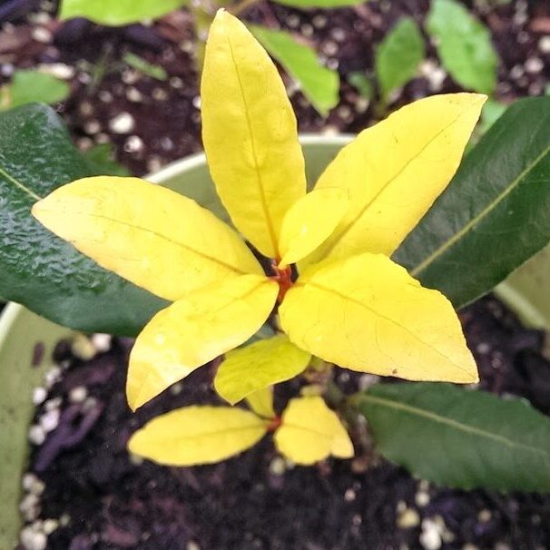 Growing Herbs All About Sweet Bay Stark Bro's