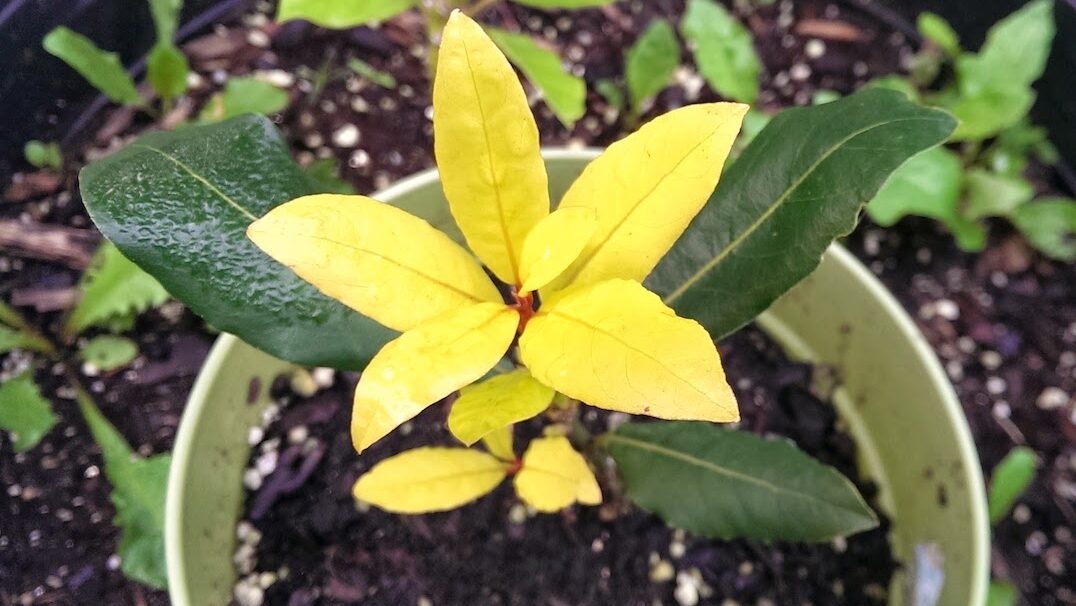 Growing Herbs All About Sweet Bay Stark Bro's