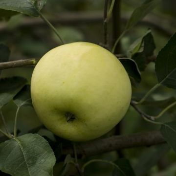 Photo of Yellow Transparent Apple Tree