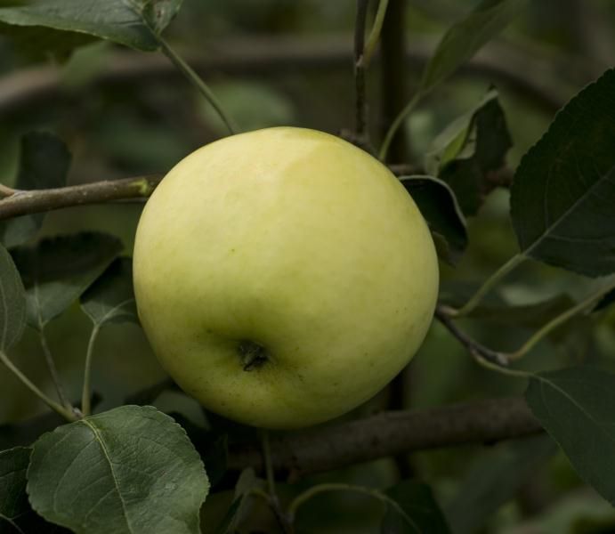 Yellow Transparent Apple Tree - Stark Bro's