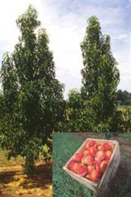 Photo of Crimson Rocket Peach Tree