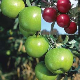 Photo of 2-N-1 Classic Pie Apple Tree