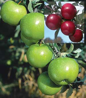 Photo of 2-N-1 Classic Pie Apple Tree