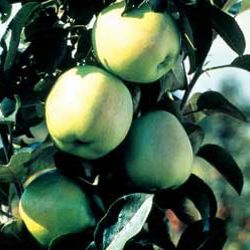 Photo of Stark® Emerald Spire® Apple