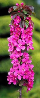 Photo of Stark® Maypole Flowering Colonnade® Crabapple Tree