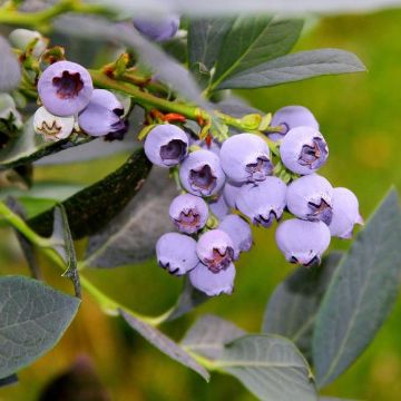 Photo of Misty Blueberry Plant