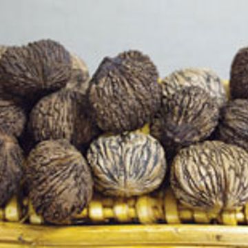 Photo of Thomas Black Walnut Tree