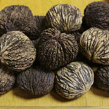 Photo of Thomas Black Walnut Tree