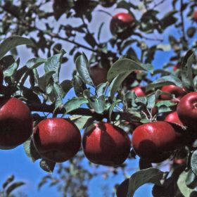 Photo of Redfree Apple Tree