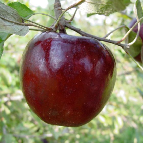 Photo of Ruby Jon® Apple Tree