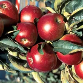 Photo of Stark® Ultra Spire® Apple Tree