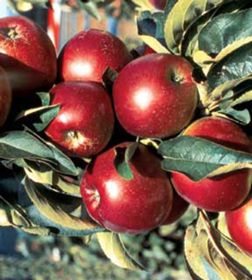 Stark® Super Red Fuji Apple Tree - Stark Bro's