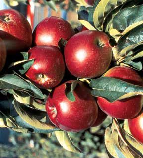 Photo of Stark® Ultra Spire® Apple Tree