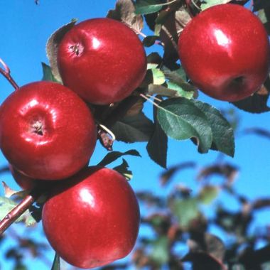 Photo of Liberty Apple Tree