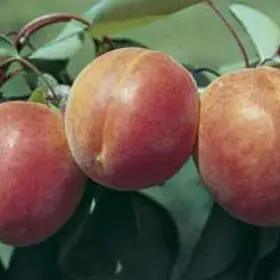 Photo of Stark® Earli-Orange™ Apricot Tree