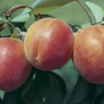 Photo of Stark® Earli-Orange™ Apricot Tree