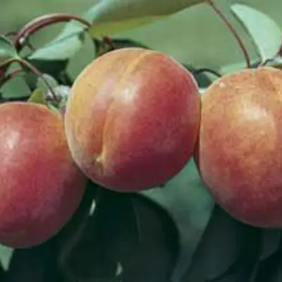Photo of Stark® Earli-Orange™ Apricot Tree