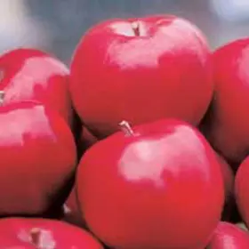 Photo of Macoun Apple Tree