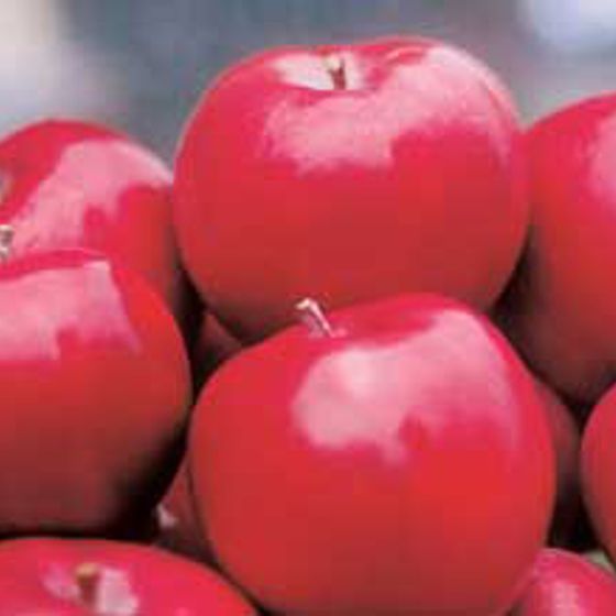 Macoun Apples Information and Facts