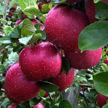 Photo of Ramey York Apple Tree