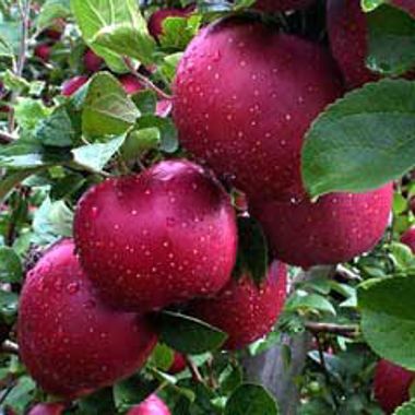 Photo of Ramey York Apple Tree