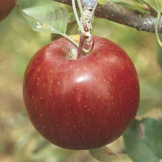 Photo of Stark® Red Bouquet™ Apple Tree