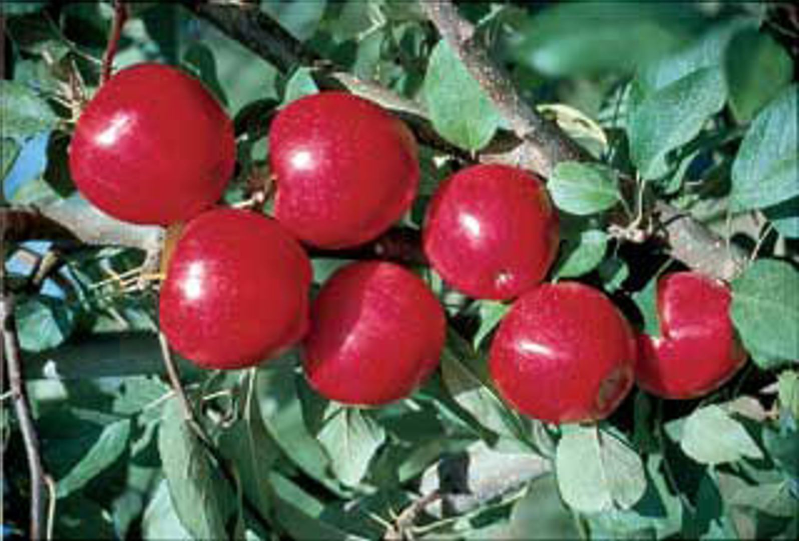 Stark® UltraRed™ Gala Apple Tree - Stark Bro's